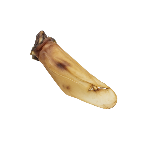 RunderOrenNOBG