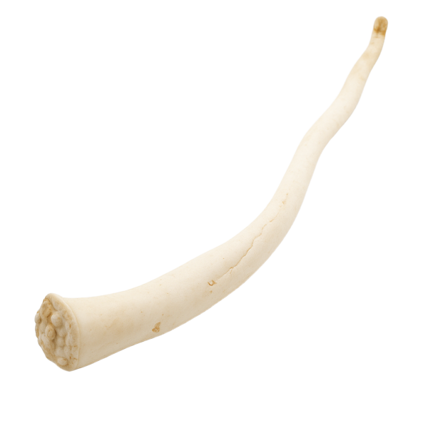 RunderOssenstaartNOBG